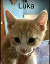 Luka