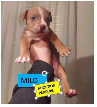 Milo