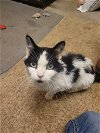 adoptable Cat in , WI named Nebel
