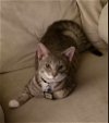 adoptable Cat in sheboygan, WI named Adam