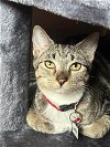 adoptable Cat in sheboygan, WI named Grace