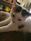 Louie