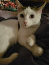 Louie