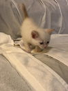 Popcorn - bonded with Pumpkin