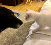 Popcorn - bonded with Pumpkin