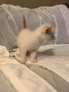 Popcorn - bonded with Pumpkin
