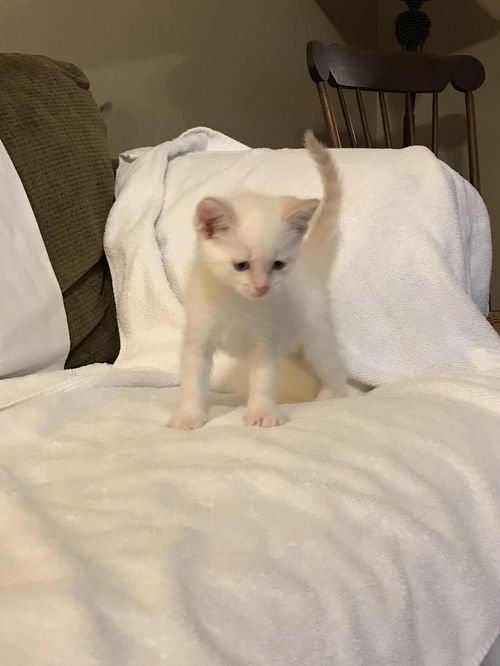 Popcorn - bonded with Pumpkin