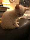 Popcorn - bonded with Pumpkin