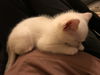 Popcorn - bonded with Pumpkin