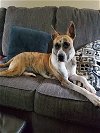 adoptable Dog in sheboygan, WI named Little Bit (AKA Lilly)