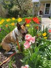 adoptable Dog in sheboygan, WI named Little Bit (AKA Lilly)