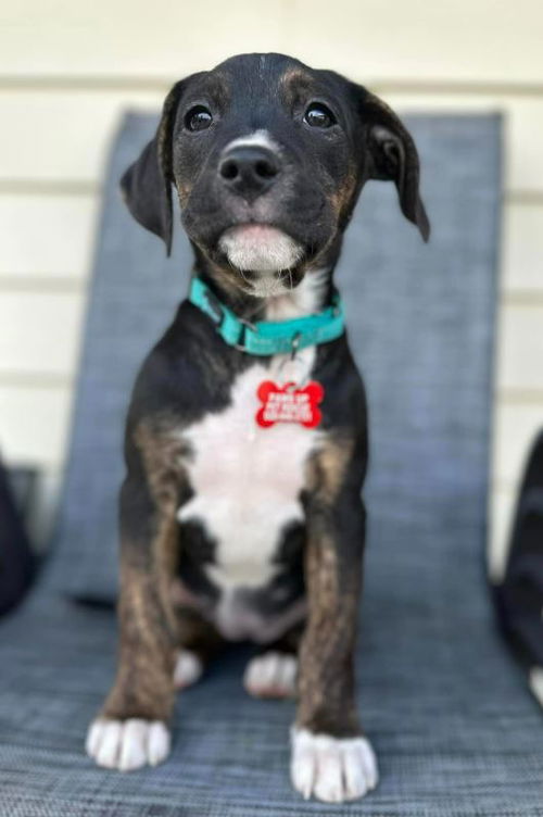 Lucy - Peanut litter