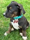 Lucy - Peanut litter