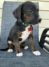 Lucy - Peanut litter