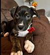 Lucy - Peanut litter