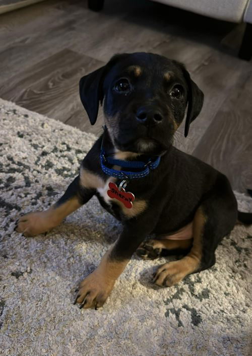 Shermy - Peanut Litter