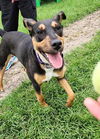 adoptable Dog in Sheboygan, WI named Snoopy - Peanuts Litter