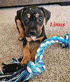 Linus - Peanut Litter
