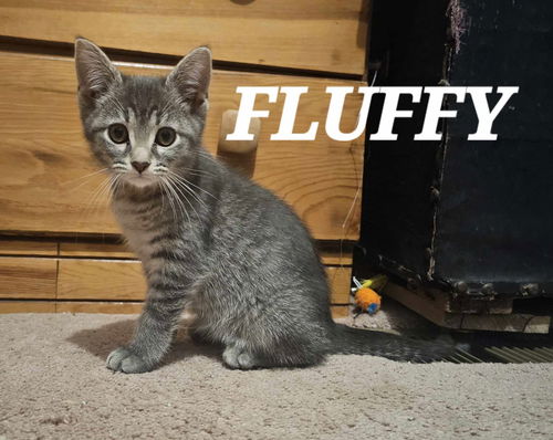 Fluffy