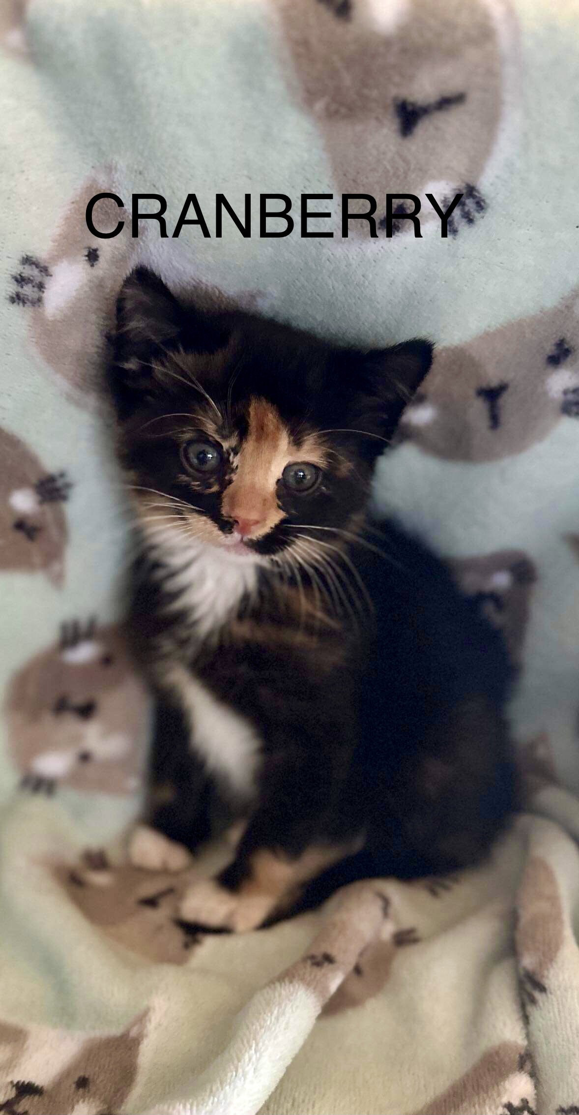Cat adoption in Sheboygan, WI 53081 Calico / Mixed (short coat) Cat