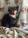 Cranberry -Turkey Tribe litter