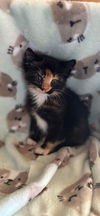 Cranberry -Turkey Tribe litter