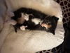 Cranberry -Turkey Tribe litter