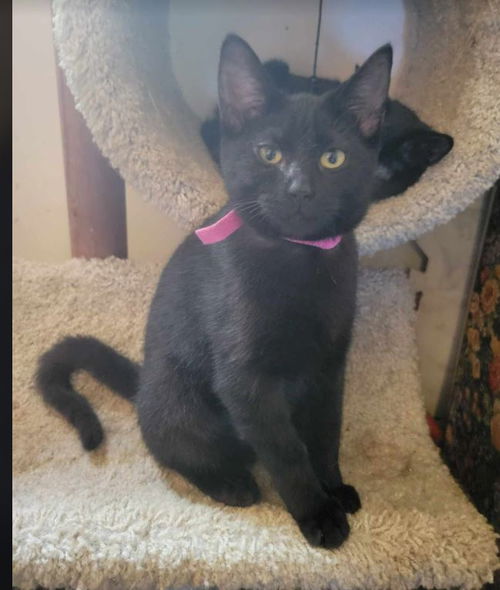 Lucy - I love Lucy Litter