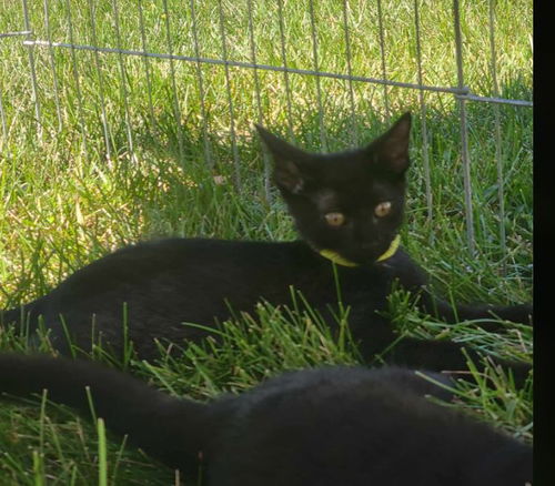 Fred - I Love Lucy Litter