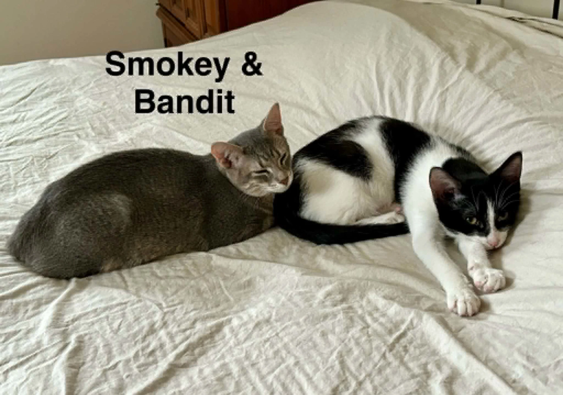 Bandit Bonded With Smokey