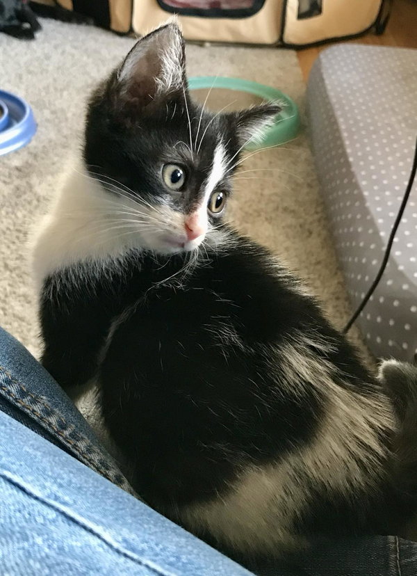 Bandit (bonded with Smokey)