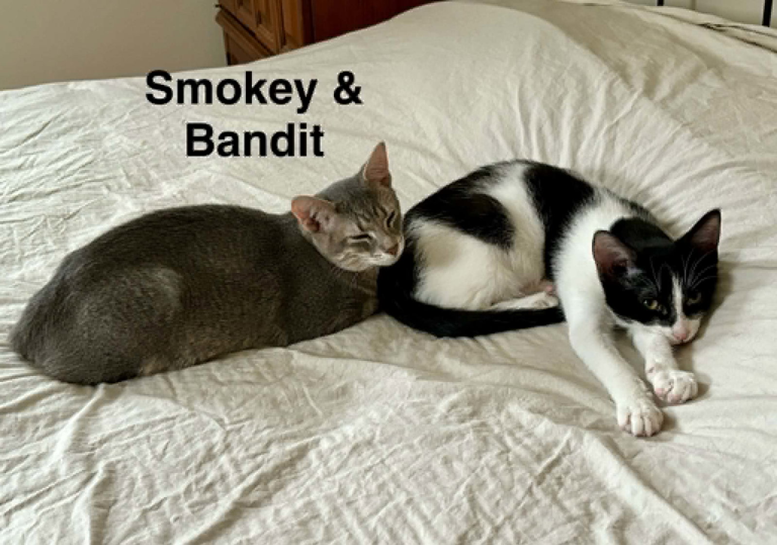 Smokey (bonded with Bandit)
