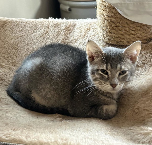 Smokey (bonded with Bandit)