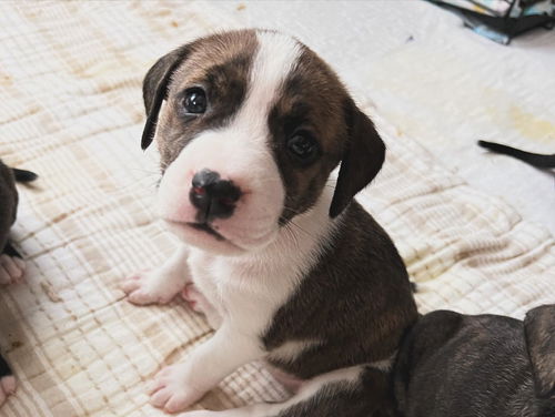 LOTTIE - WINNIE THE POOH LITTER