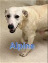 adoptable Dog in sheboygan, WI named Alpine