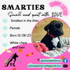 SMARTIES - CANDY LITTER