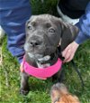 adoptable Dog in sheboygan, WI named Wanda