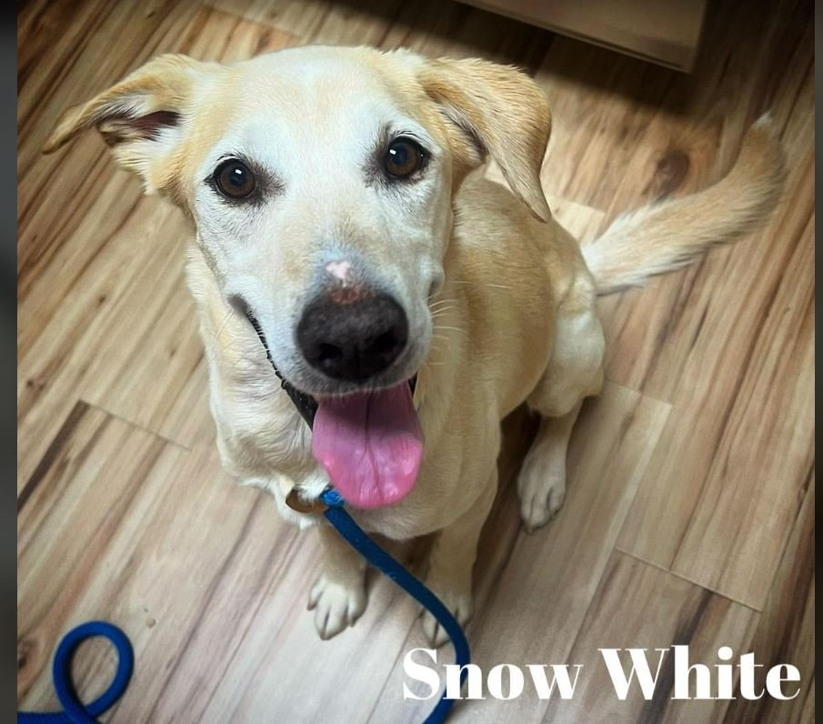 adoptable Dog in Sheboygan, WI named Snow