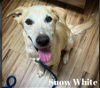adoptable Dog in , WI named Snow