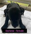 Darlene - Road Puppy Litter