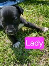 Lady - Road Puppy Litter
