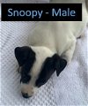 Snoopy - Road Puppy Litter