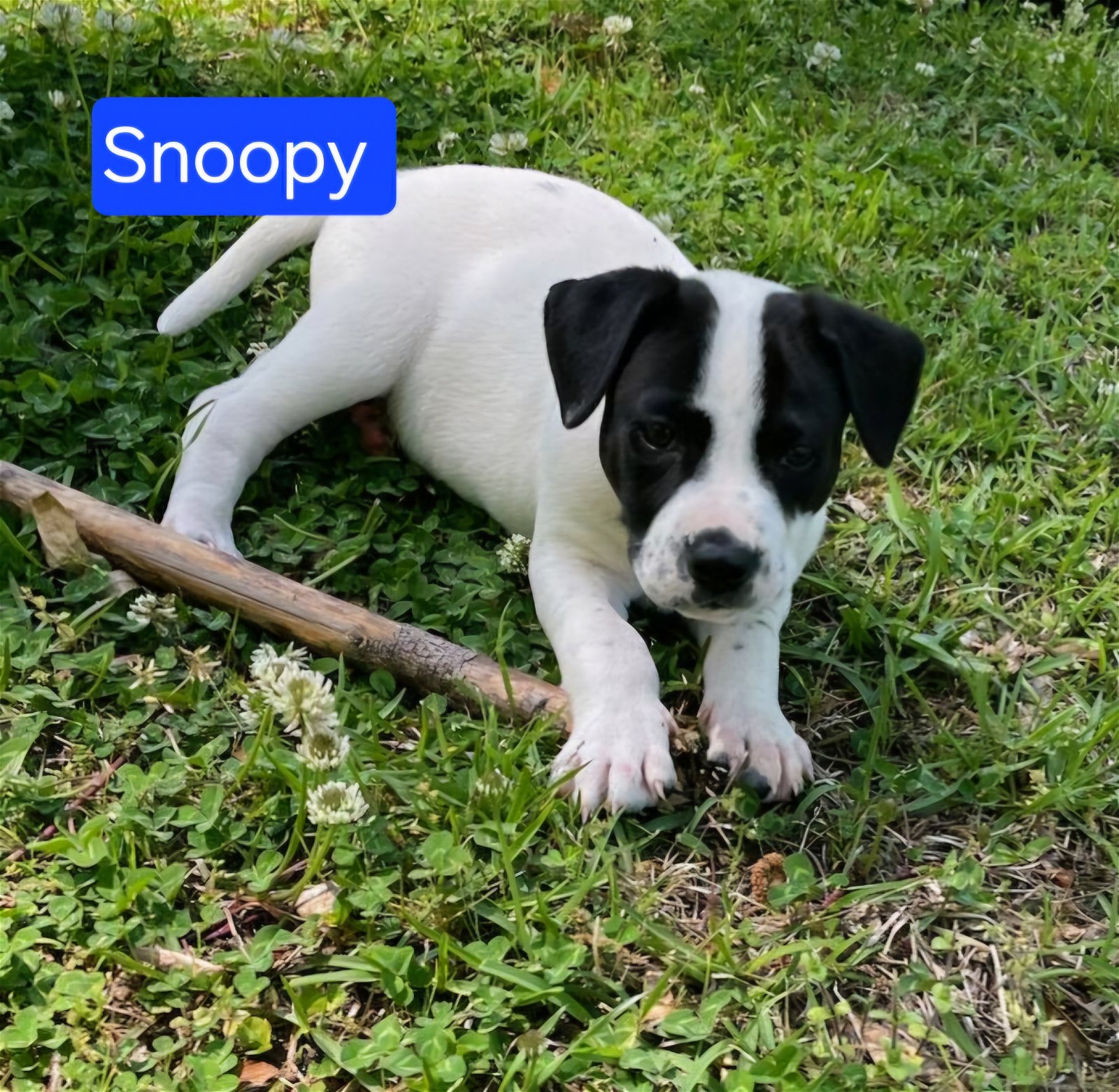 adoptable Dog in Sheboygan, WI named Snoopy - Road Puppy Litter