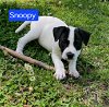 adoptable Dog in sheboygan, wi, WI named Snoopy - Road Puppy Litter