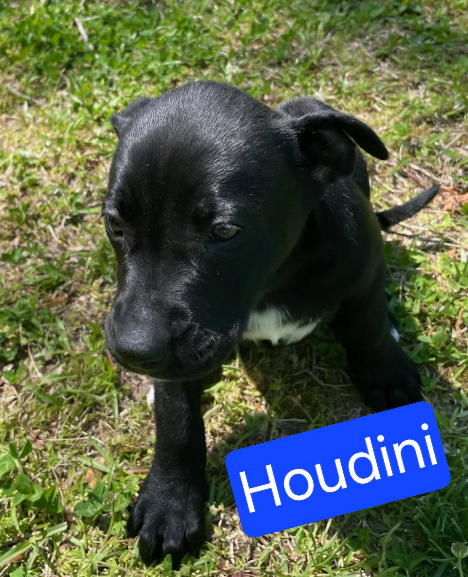 adoptable Dog in Sheboygan, WI named Houdini - Road Puppy Litter