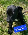 adoptable Dog in  named Houdini - Road Puppy Litter