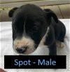 adoptable Dog in , WI named Spot - Road Puppy Litter