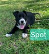 Spot - Road Puppy Litter