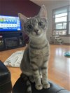adoptable Cat in sheboygan, WI named Dusty