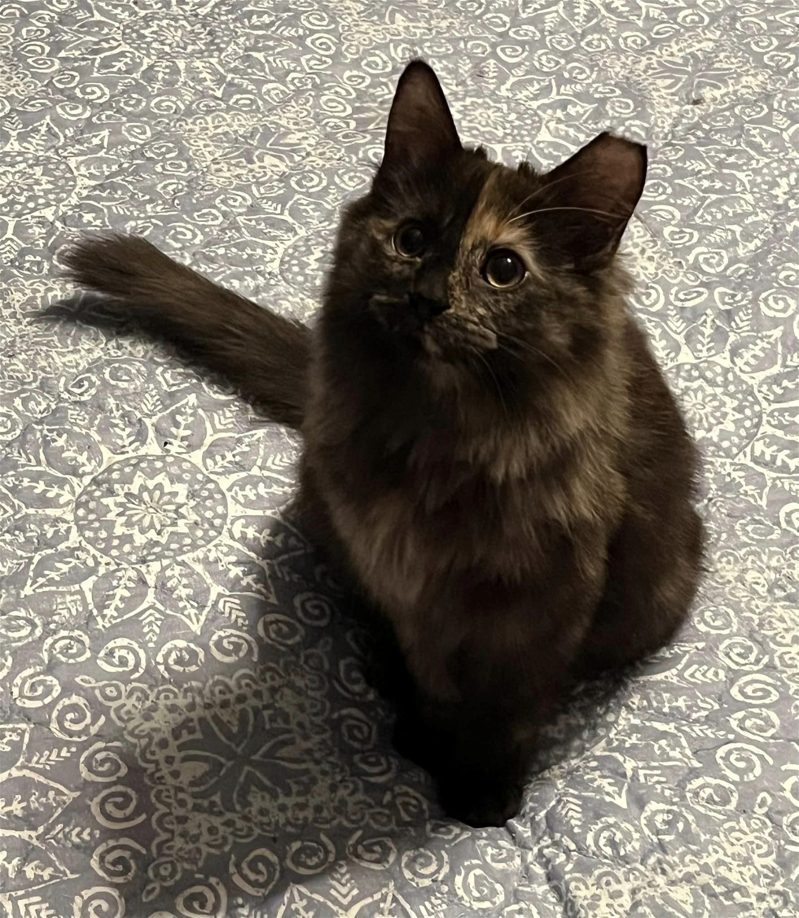 adoptable Cat in Sheboygan, WI named Kiwi